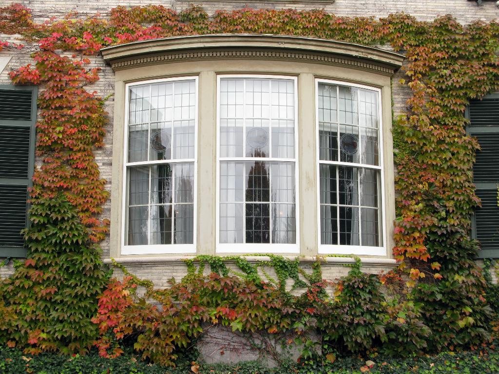 White bay window framed by ivy